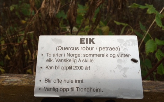 Eik.jpg